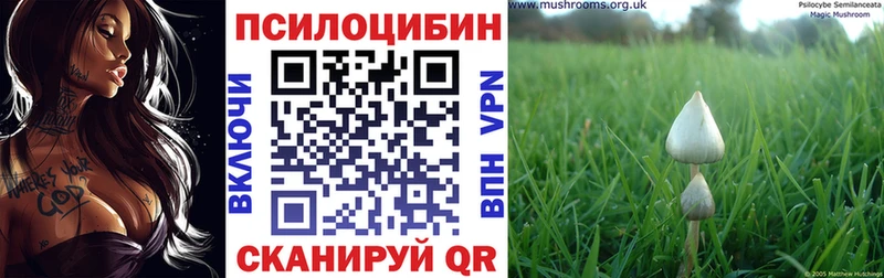 Псилоцибиновые грибы Cubensis  Севск 